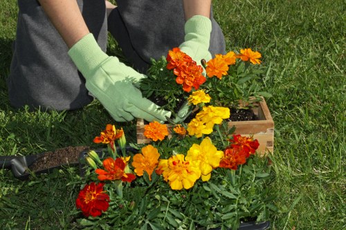 Crown reduction and tree maintenance service in Brunswick Park