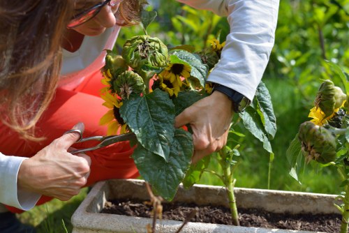 Local garden maintenance in Brunswick Park with lawn and hedge care