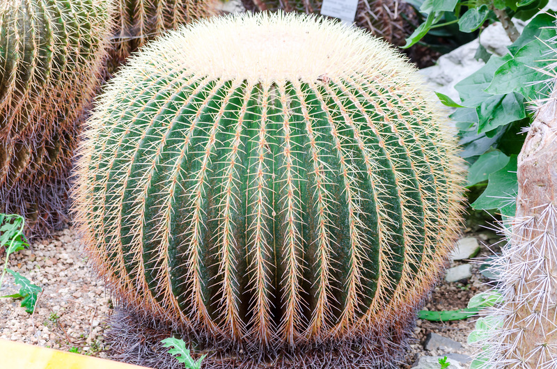 garden maintenance garden design