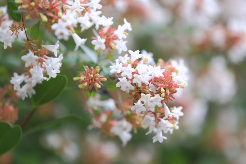 Hedge trimming hedge cutting